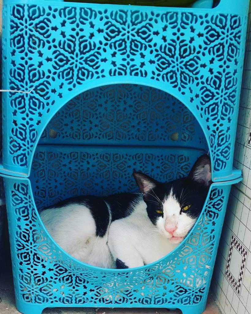 circlingsquare's tweet photo. Someone's enjoying their new Bed...💙💙💙
#catsindubai #dubaicat #catsofintsagram #catstagram #instacat #catoftheday #… https://t.co/PWbAANG9TA