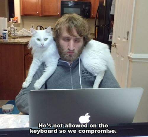 EbruDalci's tweet image. #CatAddiction #Cuteness SweetCompromise