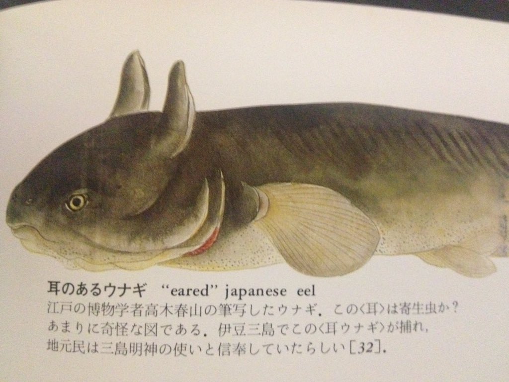 夢中夢 Mutyumu 世界大博物図鑑 魚類 熱帯の闘魚ベタの図像がとんでもなく美しい 大野麦風の彩色木版が使われている 耳のあるウナギはじわじわくる T Co Rdrwb1gs2y