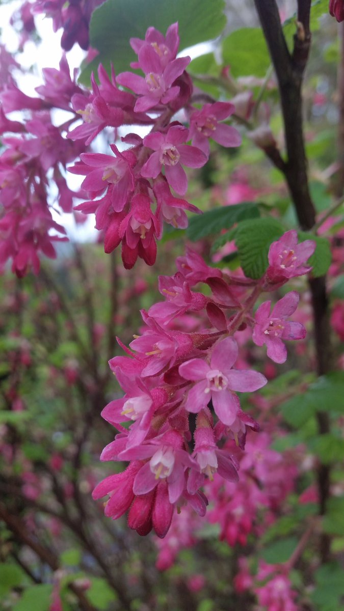 Elizcspence's tweet photo. Ahhh a bright sunny Friday (so far), &amp; an abundance of pink spring shades in the garden - life is good! https://t.co/uqbeiaGF42