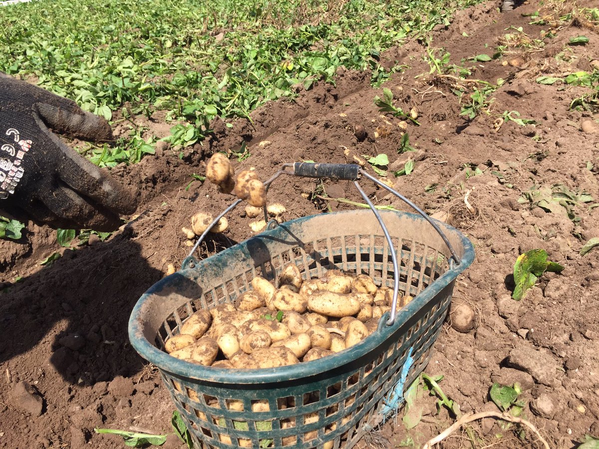 RichardsonsJSY's tweet photo. Digging in the côtils going well, a decent crop as well!! #KeepJerseyFarming #JerseyRoyalPotatoes #GenuineJersey https://t.co/SvXINmNkqI