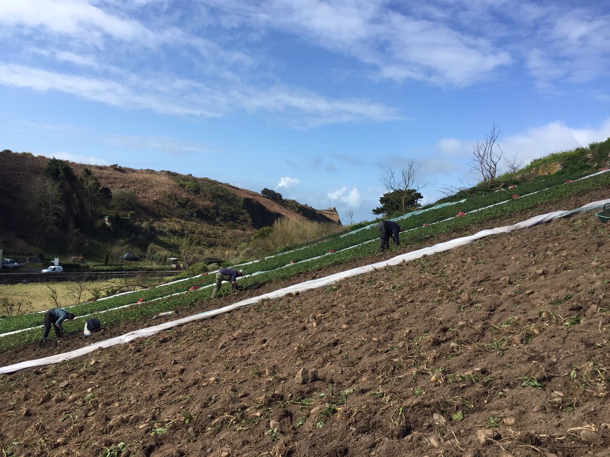 RichardsonsJSY's tweet photo. Digging in the côtils going well, a decent crop as well!! #KeepJerseyFarming #JerseyRoyalPotatoes #GenuineJersey https://t.co/SvXINmNkqI