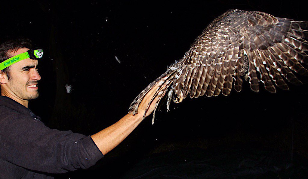 I just love this shot. A very large male powerful taking off after being fitted with a GPS tracker.