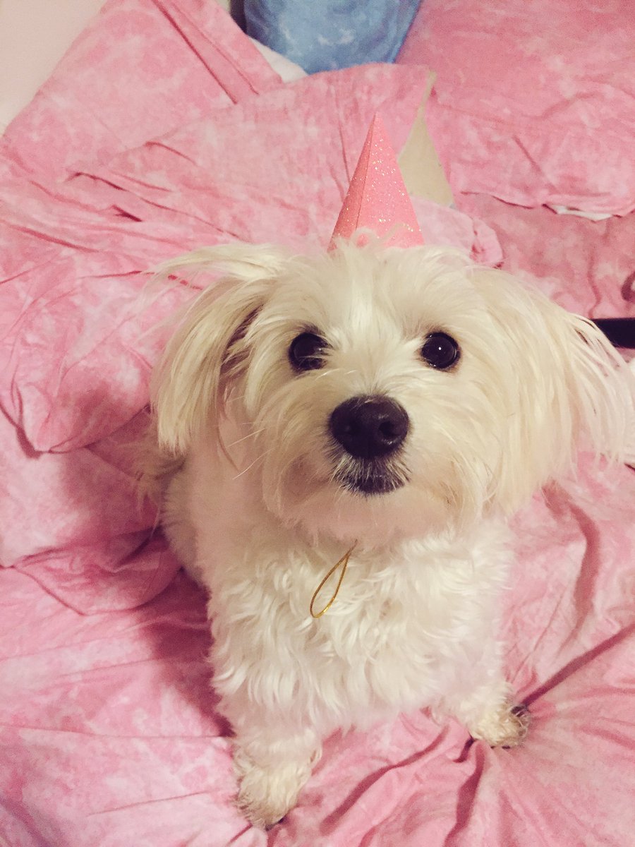 allllliegator's tweet photo. Happy 1st birthday to my sweet, sweet puppy child. Cannot believe she is 1! #timetopawty 🎈🎉🐶🐾 https://t.co/YkhgKOycCx