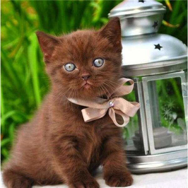 SoCuteKittens's tweet photo. Look at those eyes! ' https://t.co/14kRvKezy3