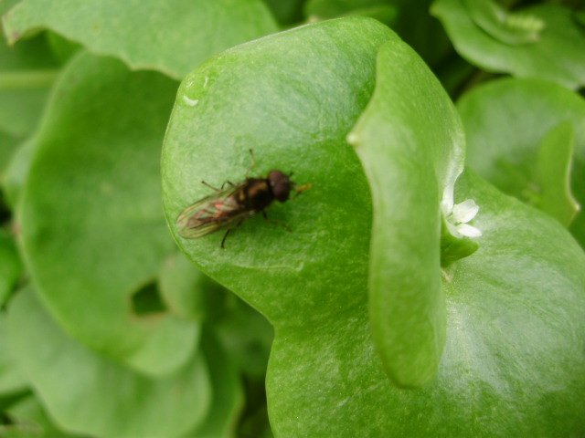 nickykylegarden's tweet photo. While I was picking #salad for #lunch yest.- #hoverflies were busy checking out theirs! #organic #peatfree #insects https://t.co/8fH9eSxb0l