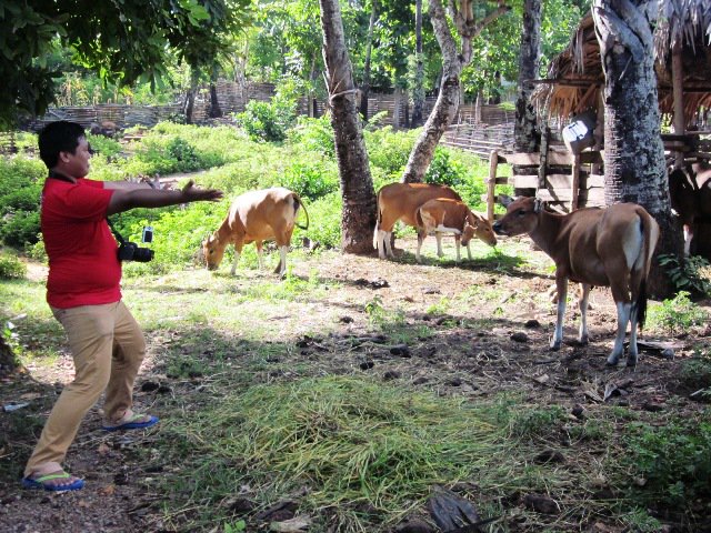 fitutami's tweet photo. @salmanbiroe fall in love with sapi! #visitrote #TripToRote @campatour https://t.co/heU9bEbC6p