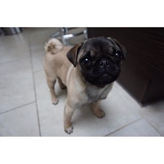 Princess Bubblegum ❤️👌 #babypuggies #pug #morning #holiday #puglife findelight.net/puggie_detail.…