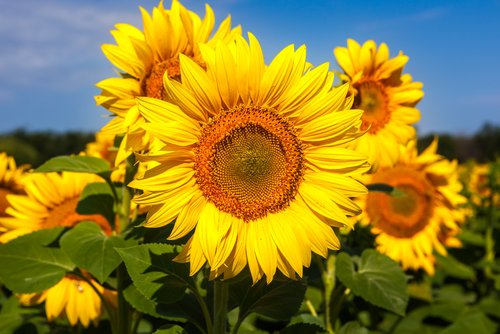 tiimelines's tweet photo. Flower power #liife https://t.co/woHQmr0xyd