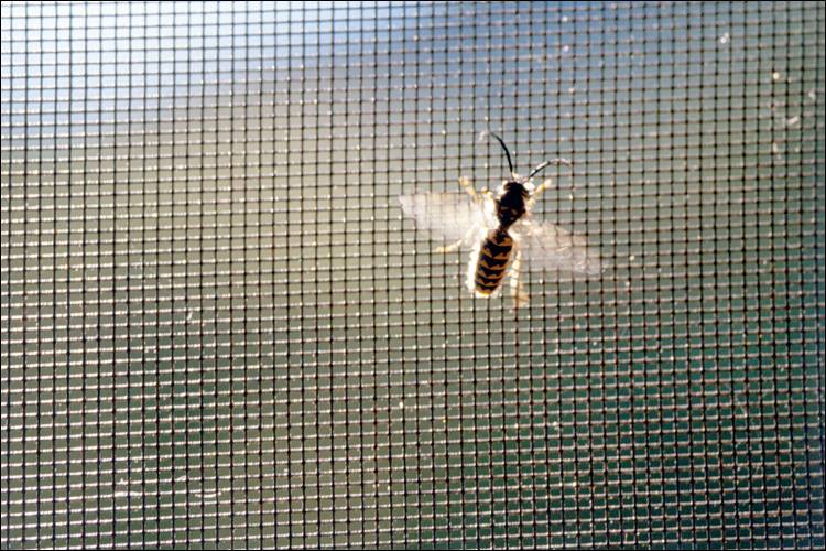 Sun_Control's tweet image. INSEKTU laiks tuvojas! Lai pasargātu sevi no tiem, ir laiks iegādāties PRETINSEKTU TĪKLUS!!!
suncontrol.lv