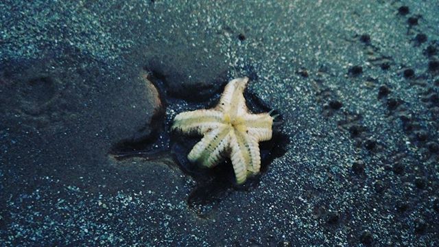 starfishstuff's tweet image. Hie, u cutie.. 😁 #starfish#cute#mandarmani#seabeach #theuncommonbox #mysimpleclick #xiaomi… bit.ly/1qxy201