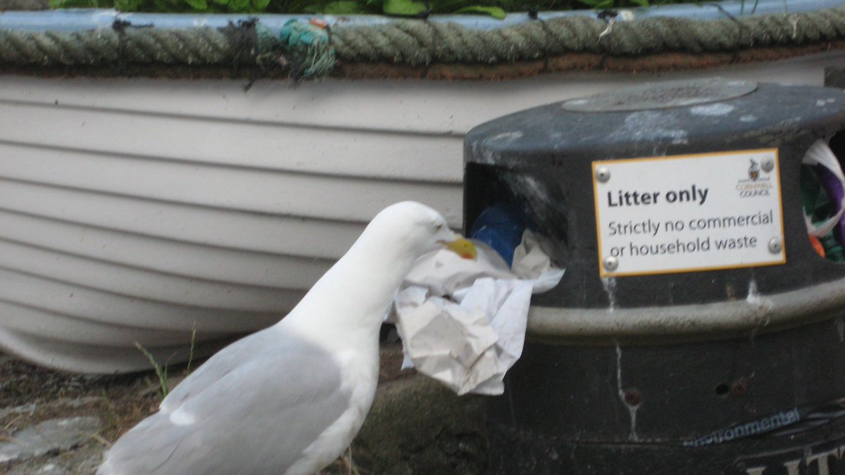 Cedrick_Seagull's tweet photo. Yes some woman left me a major Maccies scran in this food bank 😎 https://t.co/0Jtwp1SuKk