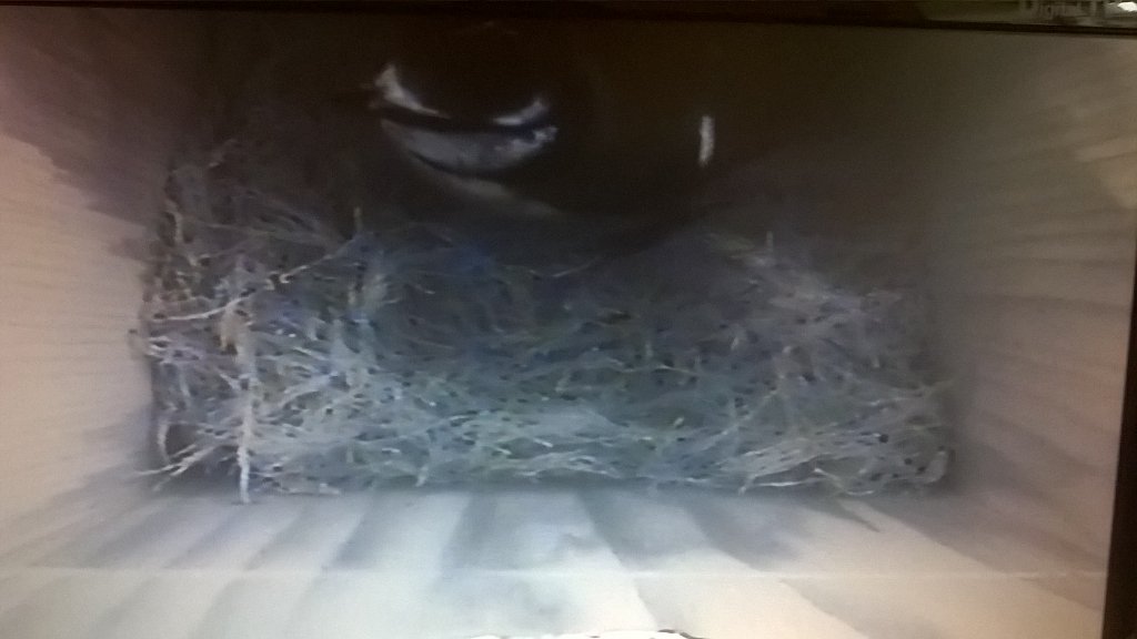 The #bluetits nests getting bigger here in the #heddonvalley. Fascinating to watch. <a href="/NorthDevonNT/">NorthDevonNT</a> <a href="/NTSouthWest/">National Trust South West</a>