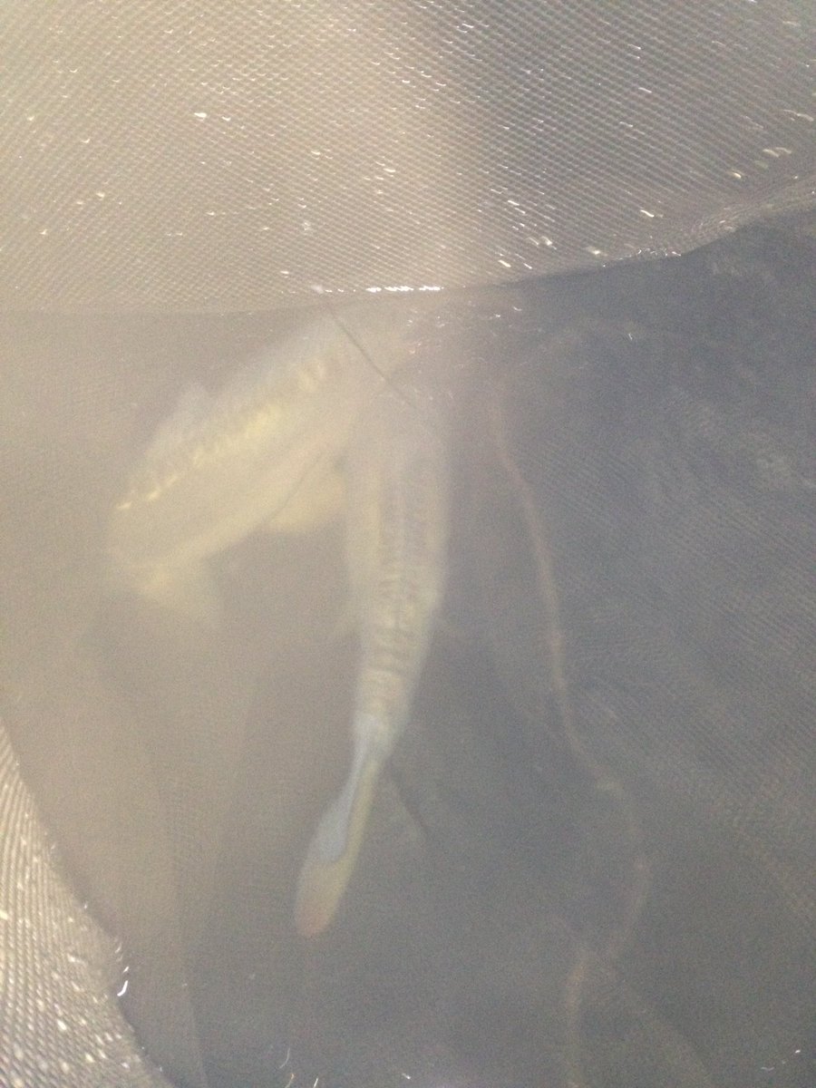 Couple of hrs testing,double take 2 in the net 6 fish caught VNF again@Spomb <a href="/Tommy_j_flower/">Tommy flower</a> @Xcelbaits <a href="/BTSangling/">Below The Surface</a>