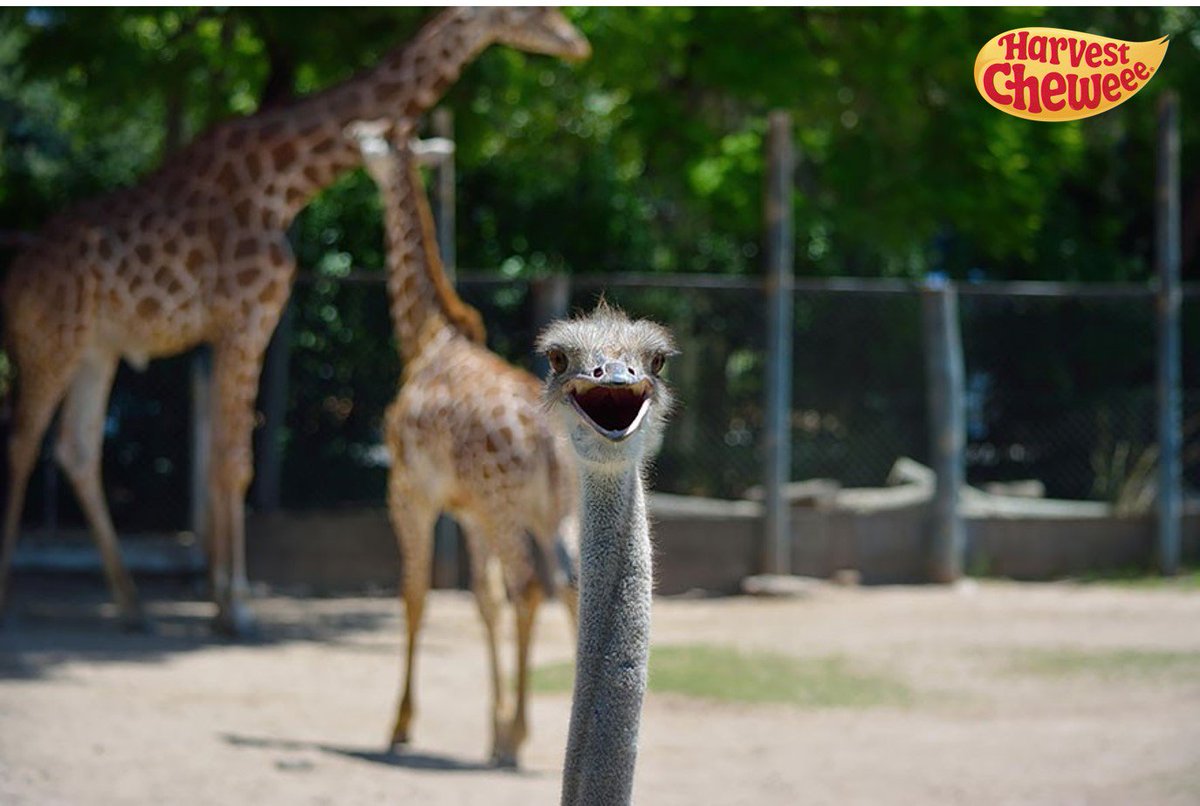 HarvestCheweee's tweet photo. Head on over to our Facebook page for our #FreebieFriday animal photobomb giveaway! https://t.co/EyumP1yXMB https://t.co/Qz3Tdua9j5