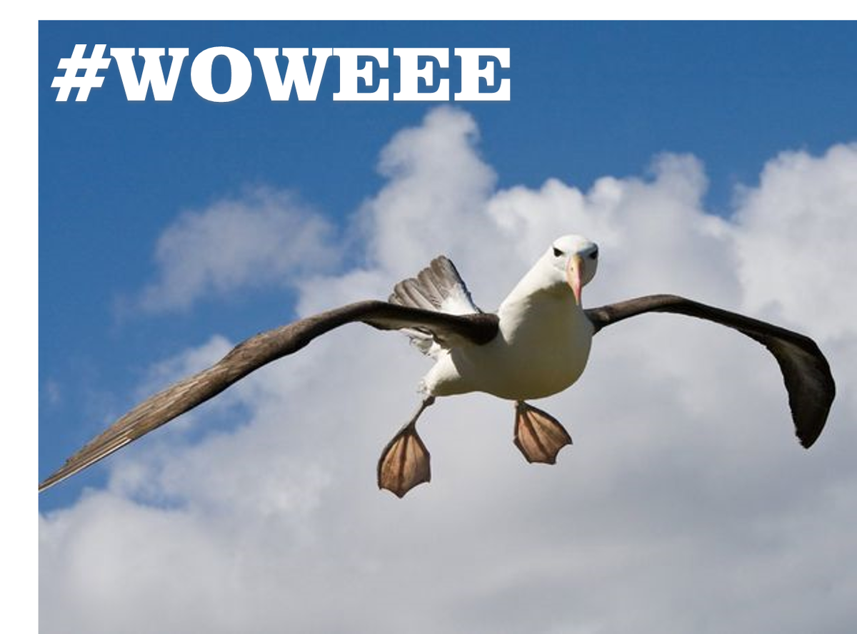 HarvestCheweee's tweet photo. #DYK an Albatross can sleep while it flies? That’s impressive! #Cheweeefacts https://t.co/wlmMucp8PB