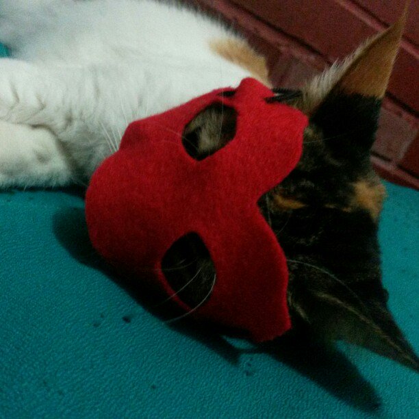 PikuraApp's tweet photo. Es viernes y Ninja Gato ha sido avistado en Pikura. 😼 https://t.co/VKF7pdwHZS