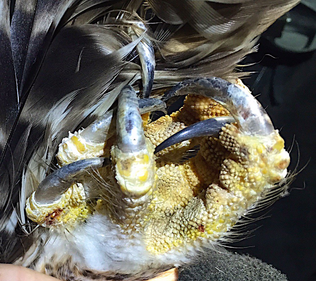 A serious set of talons. Looking very much like we just caught another male. Tracker going on now 😀