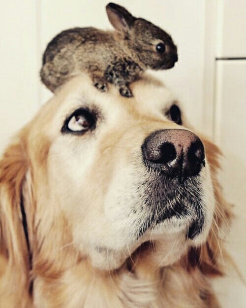 vfbags's tweet photo. There is a bunny on my head. 😙😍😚 https://t.co/r70N7JoD67