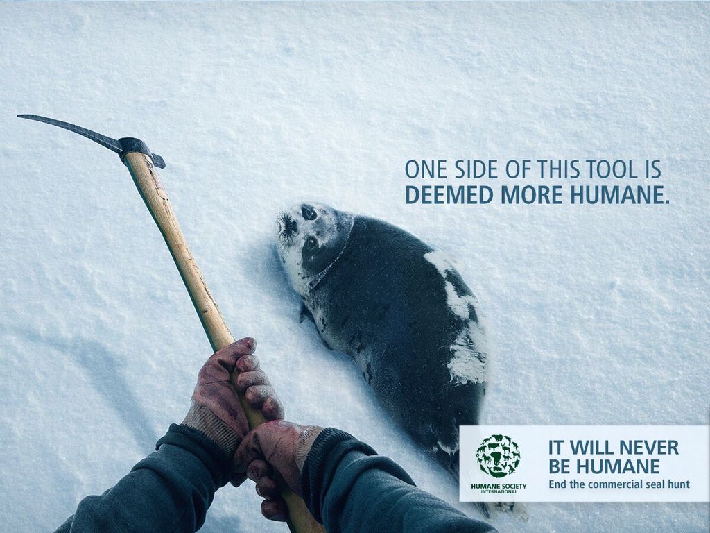 humaneworldnews's tweet photo. In a few days, Canada's cruel seal slaughter begins. Follow our @RebeccaAldworth for tweets live from the ice. https://t.co/MkuMWhOYHZ