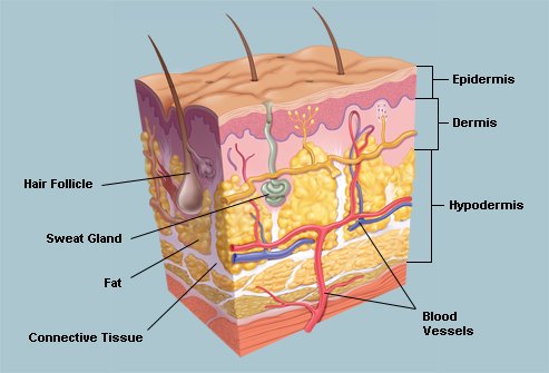 evolveskinreju's tweet image. When they say #beauty is #skin deep, remember how deep #skin really is. #antiaging action starts with the #dermis!