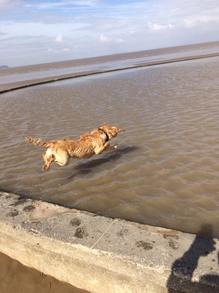 Fatyakka's tweet photo. Swim time for Oakley @WestonSeafront https://t.co/VDjjycfNVW