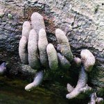 出くわしたら絶対腰を抜かす!リアルすぎて不気味なきのこ画像!