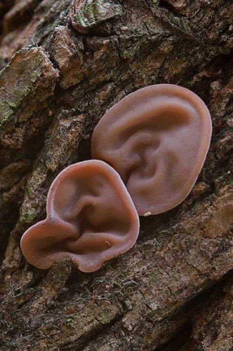 海外不気味キノコ 確かにこのキノコだと 死人 が生えてきたと言われても信じてしまうかもしれない 不気味 怖い怖い Togetter 海外不気味キノコ 確かにこのキノコだと 死人 が生えてきたと言われても信じてしまうかもしれない 不気味 怖い怖い Togetter