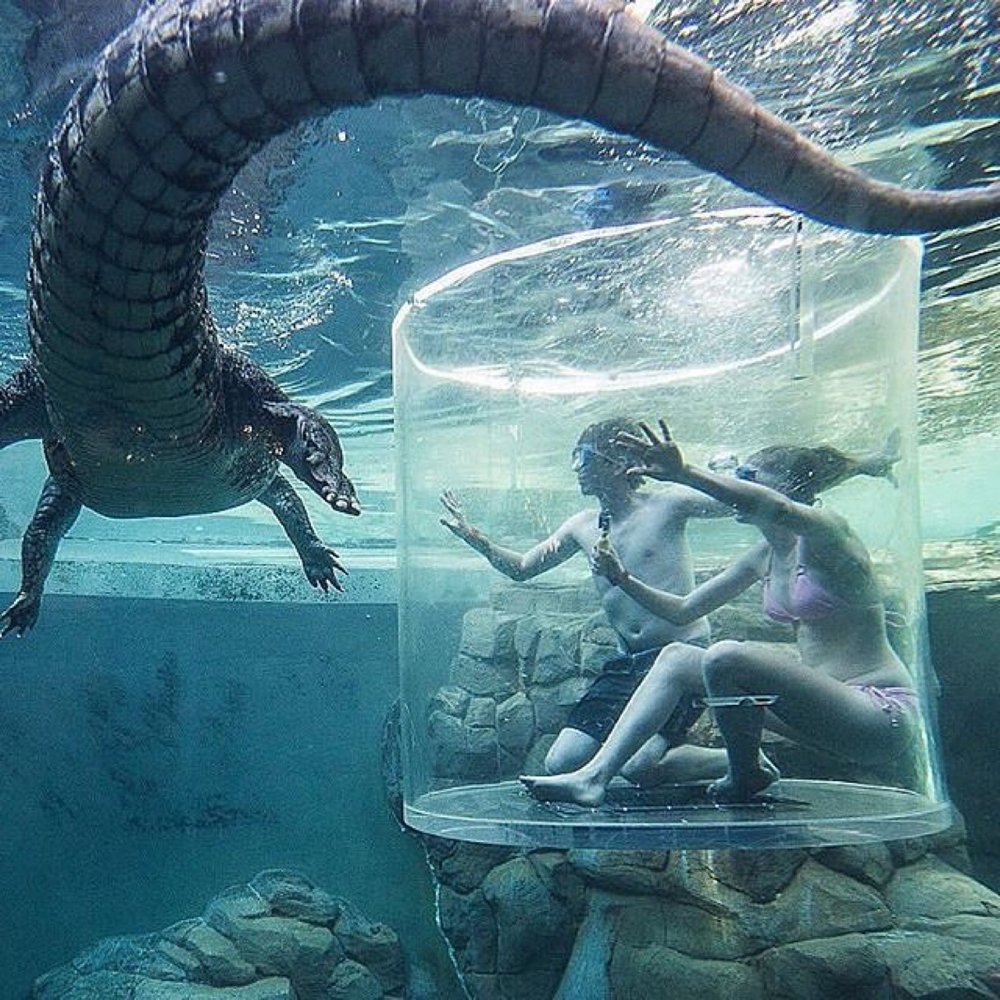 sumLifeGoals's tweet image. I want to try cage diving Crocosaurus Cove Darwin, Australia! 
Who would do this?
📷: @ trex.photography on IG