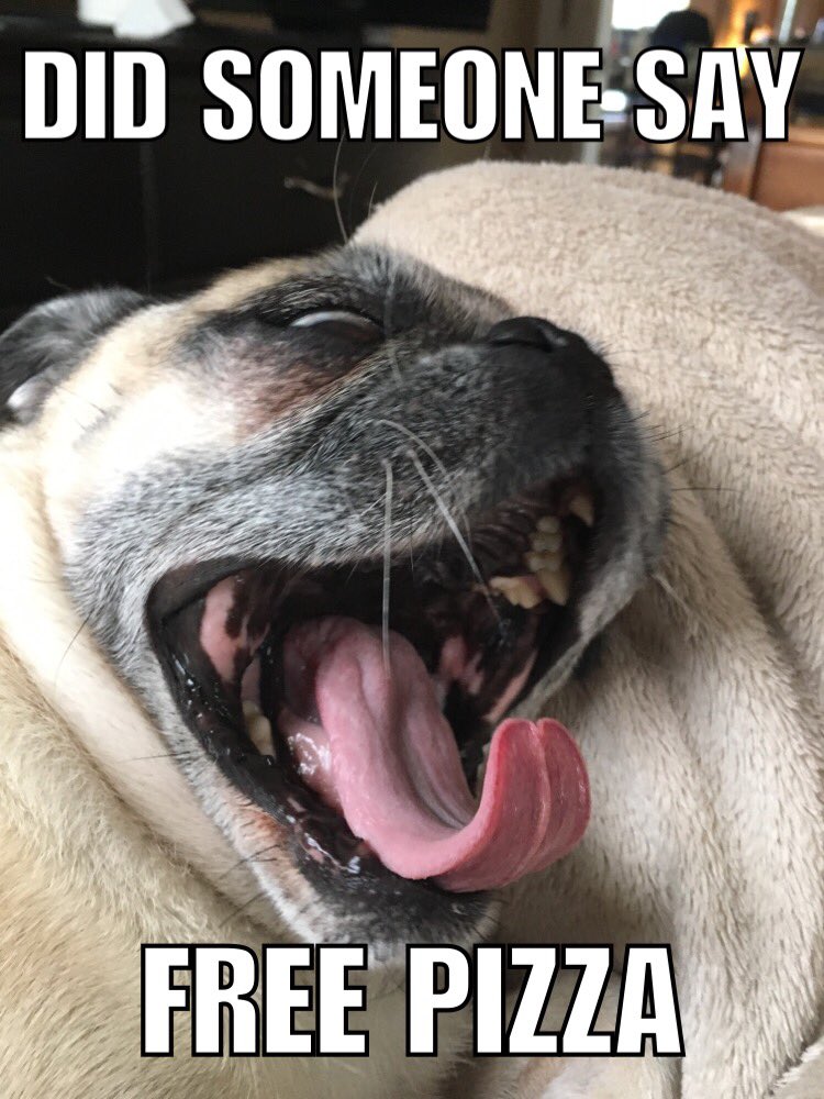 GuardthePug's tweet photo. @MellowPensacola  I love me some mellow! https://t.co/bFeRZr2Sjw
