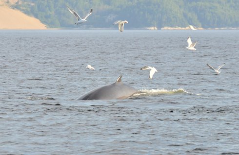 Bonnes nouvelles des observateurs en #CôteNord et en #Gaspésie! C'est parti! #baleines bit.ly/1oIVDcH