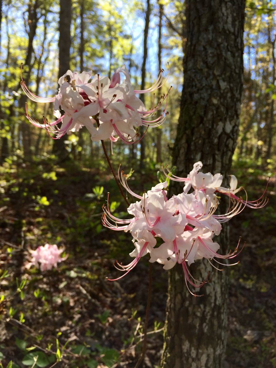 CHgardenclub's tweet photo. #FF for local garden flavor @NCBotGarden @cokerarboretum @gardensfv @TriangleGarden @DukeGardens @jcraulstonarb https://t.co/b7HXOjfXqC