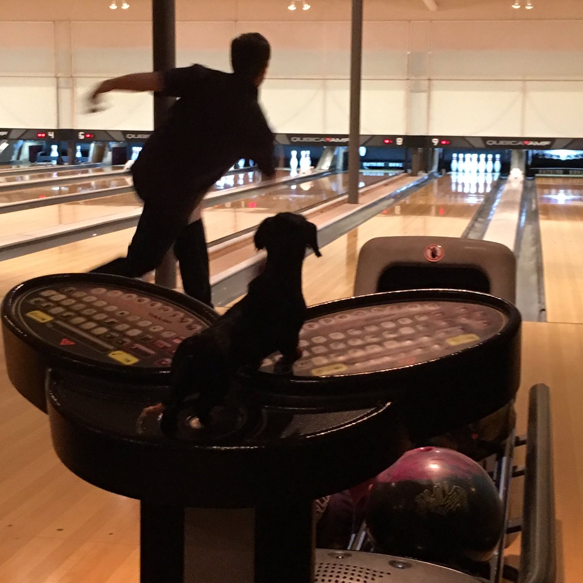 BoPoDogs's tweet image. McSlammy likes Jewdys form