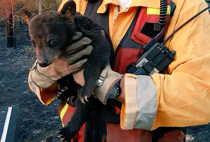 BN9's tweet photo. This cub was rescued from the Lake County brush fire. It has been nicknamed Smokey Jr. 
https://t.co/JKGEbpPCz1 https://t.co/tPQw6FxUKV
