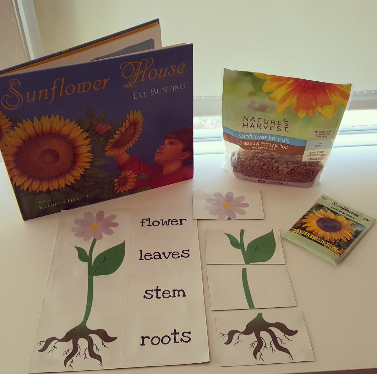 tweet_CKC's tweet photo. Todays Sunflower Study
#seedsandplantsprektheme #gardeningwithkids #ckckids #gastoniachildcarecenter #gastonia https://t.co/AOu35VclmB