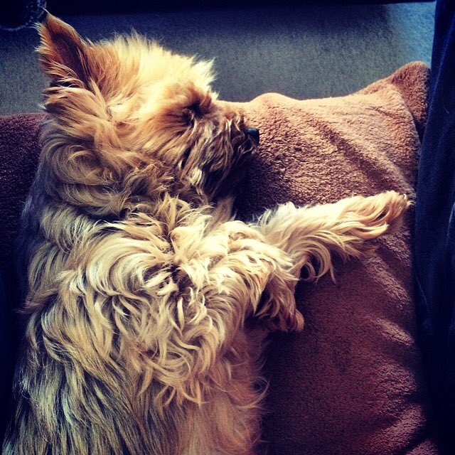 GreaseBugGirl's tweet image. Hairy toddler turned 9 today #usainboltpose