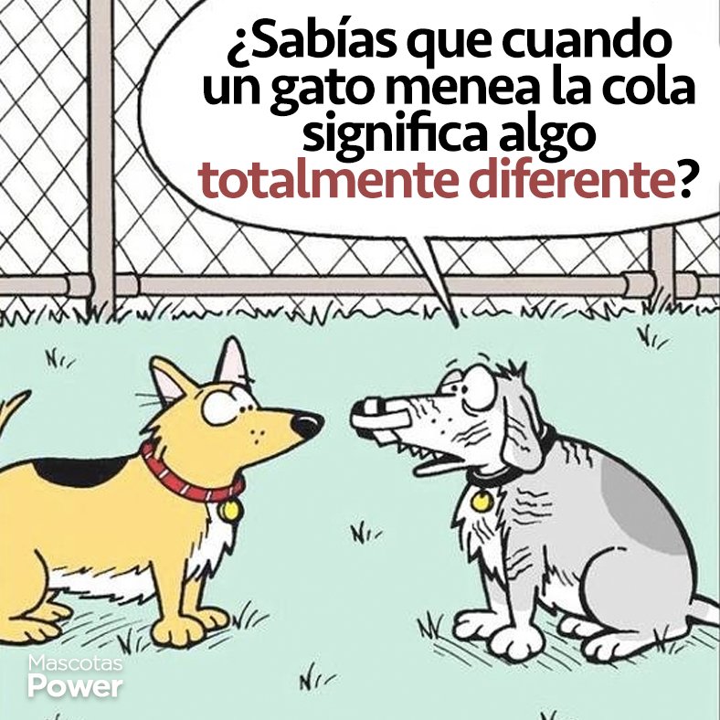 MascotasPower's tweet photo. Un poco de #HumorPower para arrancar un #BuenViernes #FormasdeComunicarse #PipetaPower https://t.co/eFfNEhZlpS