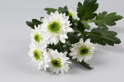 <a href="/OZExport/">OZ Export</a> BV start promotie-actie met troschrysant Ibiza.Foto: Edwin Akerboom met nieuwste showdoos van #Ibiza.