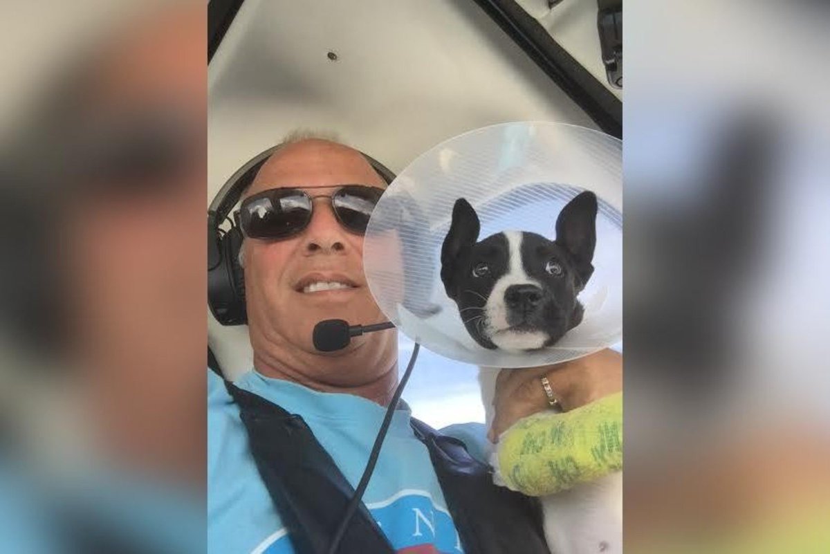 dodo's tweet photo. This man has flown about 5,000 homeless animals to their new families. https://t.co/SOO9ac1t9J https://t.co/mW8LpZW3AB