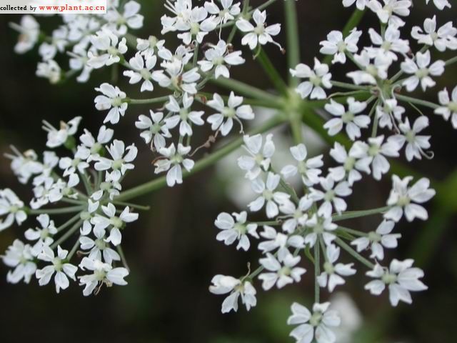 inbotanicalmood's tweet photo. Il #Levisticocinese che "migliora la carnagione" https://t.co/LY9KaTrr8P #MedicinaTradizionaleCinese https://t.co/vMBILXnxjS