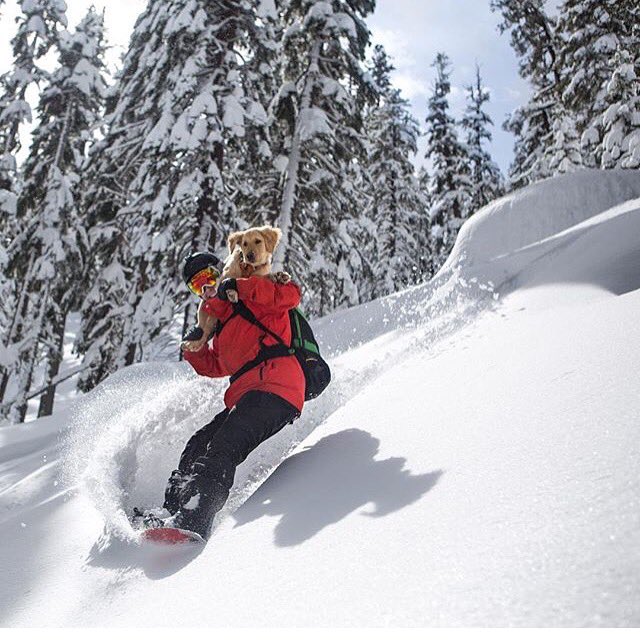 Our #fanfuelPOW goes to Pro Snowboarder @andrew__muse 🇺🇸 for taking his beloved dog down the slope with him!