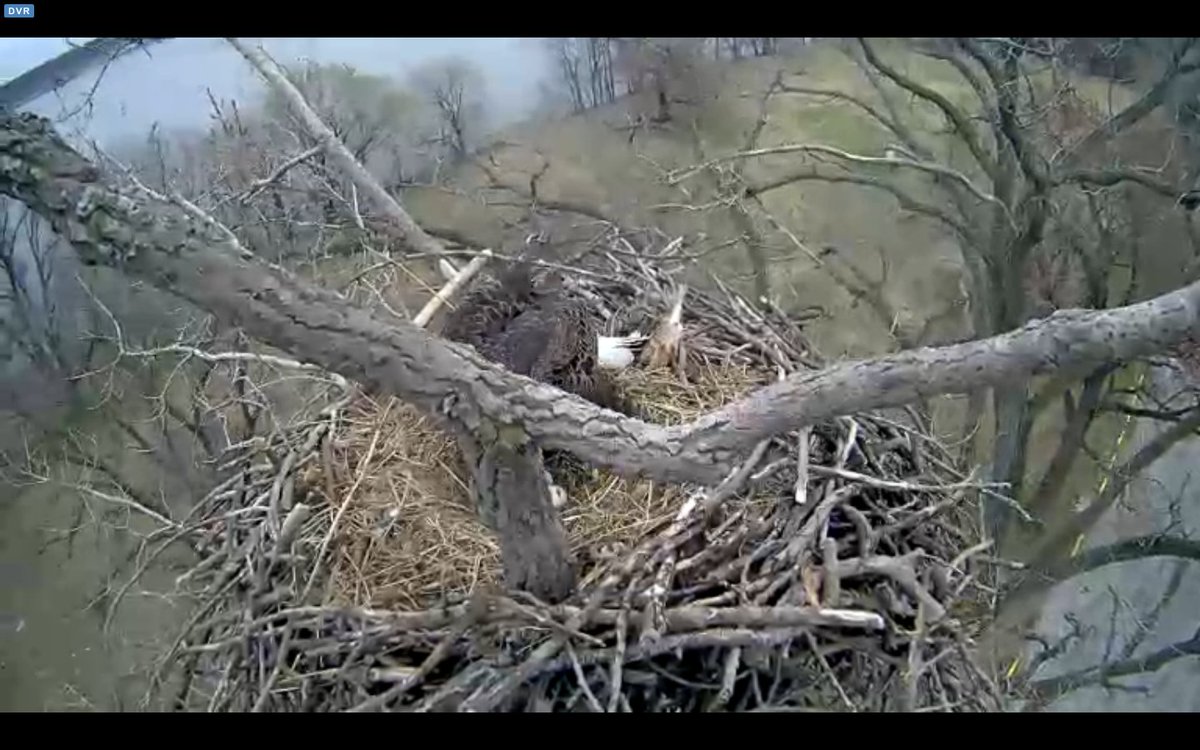 OkStateGrad2000's tweet photo. @alcoa Is that a pip? #alcoaeaglecam https://t.co/ur3SBmCe55