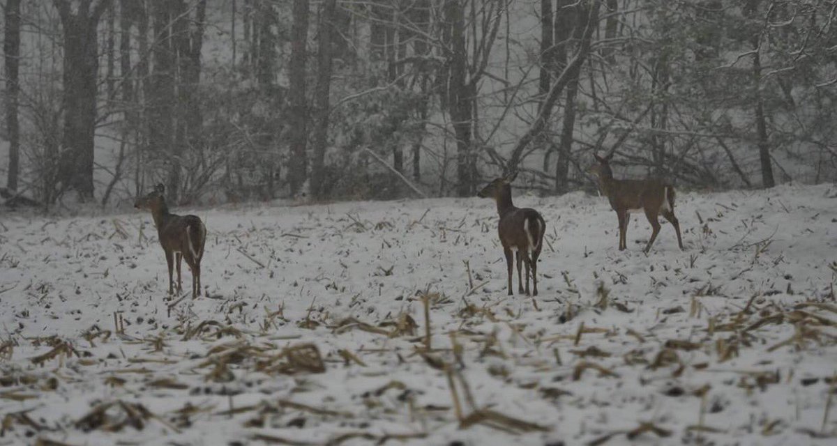 VPOPROS's tweet photo. A few deer I captured during a recent snow storm ! https://t.co/XkiSDmQIcn