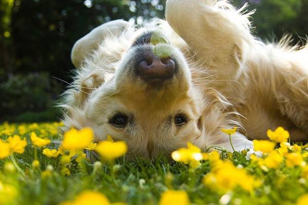 Bark4LifePAHHA's tweet photo. 3 weeks - Bark event - REAL SPRING WEATHER guaranteed! REGISTER TODAY https://t.co/YCzWbRkT3S https://t.co/zZr3lrS6ql