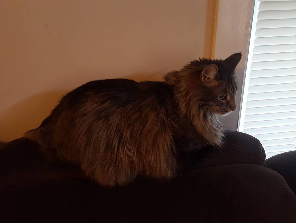 Chatchatcatcat's tweet photo. Enough with the photos mumsie, I'm trying to spy on the birds!!! 😒🐦 #windowsitting #couchloaf #cat #kitty #instacat… https://t.co/l8vABnrHVC