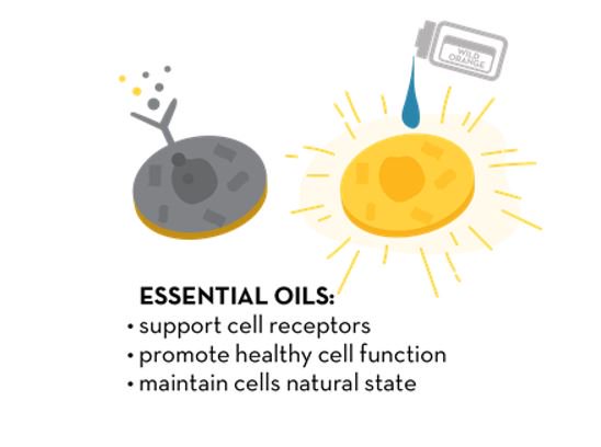 theholisticwave's tweet photo. Because of their chemical complexity, essential oils promote emotional AND physical detox #emotionsandessentialoils https://t.co/iVLb5MNUou