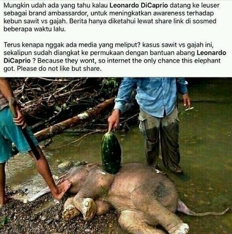 #perkebunansawit #leuser #sumatera #sawitvsgajah