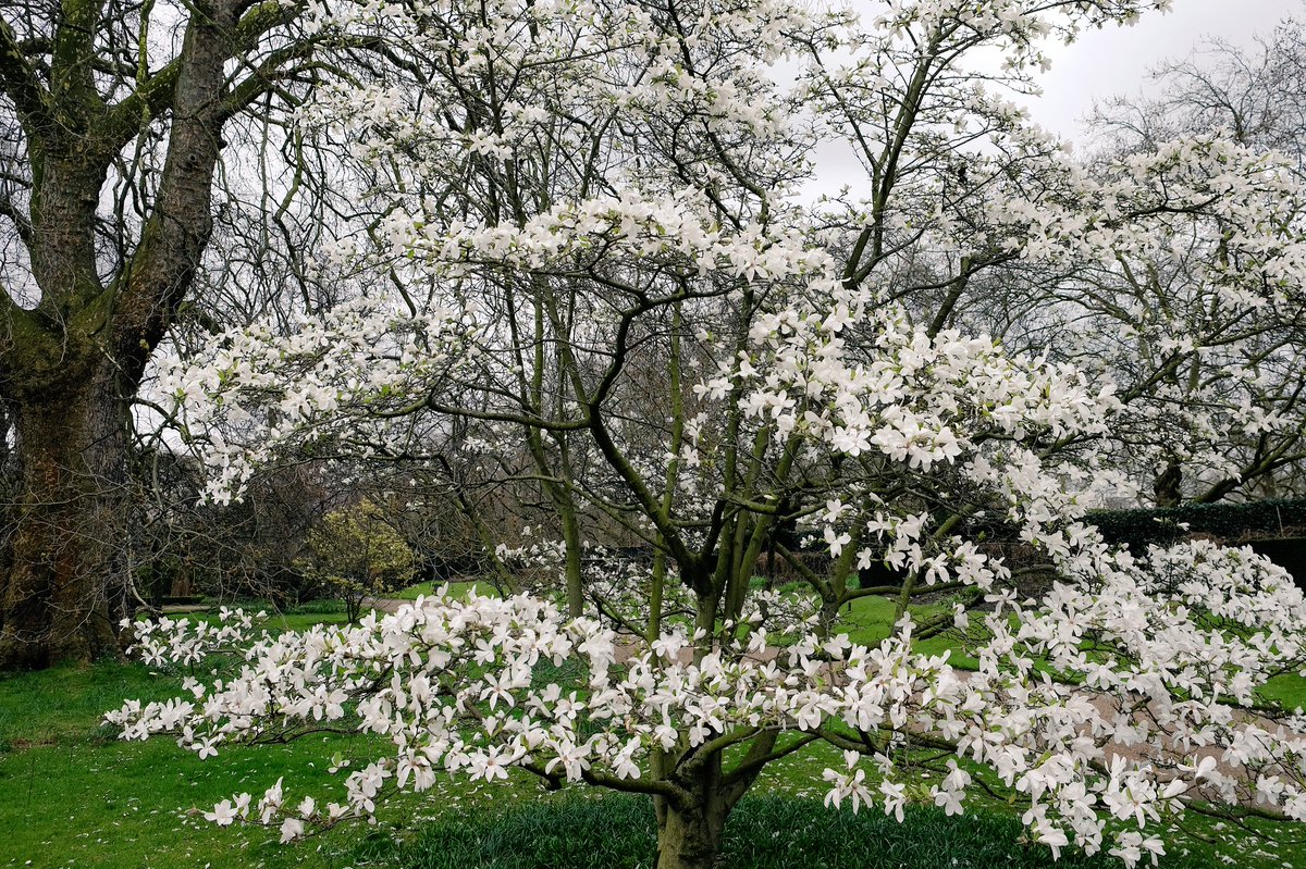 ClarenceHouse's tweet photo. The @ClarenceHouse garden has well and truly welcomed spring and the magnolia stellata tree is in full bloom! 🌷🌸 https://t.co/L9fjXMjhwX