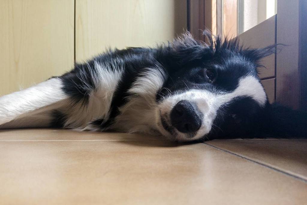 Rocky_Border's tweet photo. Rocky is going to sleep https://t.co/74BFZSrErX