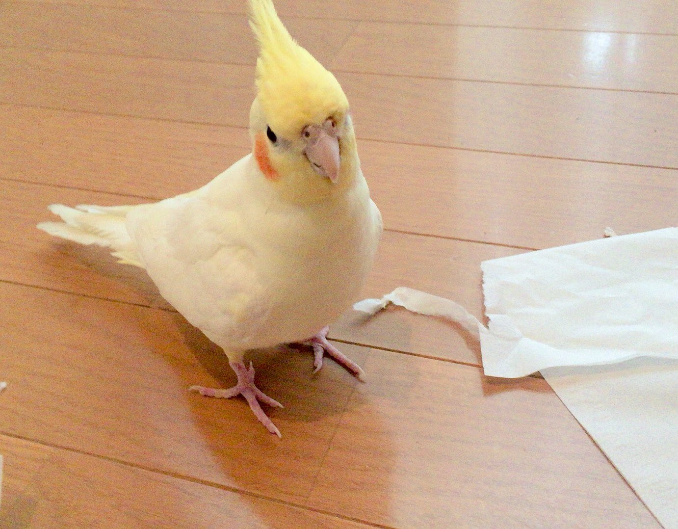 青井秋 友人宅のオカメインコテトちゃんに会いに行ってきました 可愛かった やっぱり文鳥とインコは仕草とか違って面白い たくさん遊んでもらいました 口笛吹いたら真似してくれた そして頂いた菩提樹のお茶 花と実がついててかわいい T Co